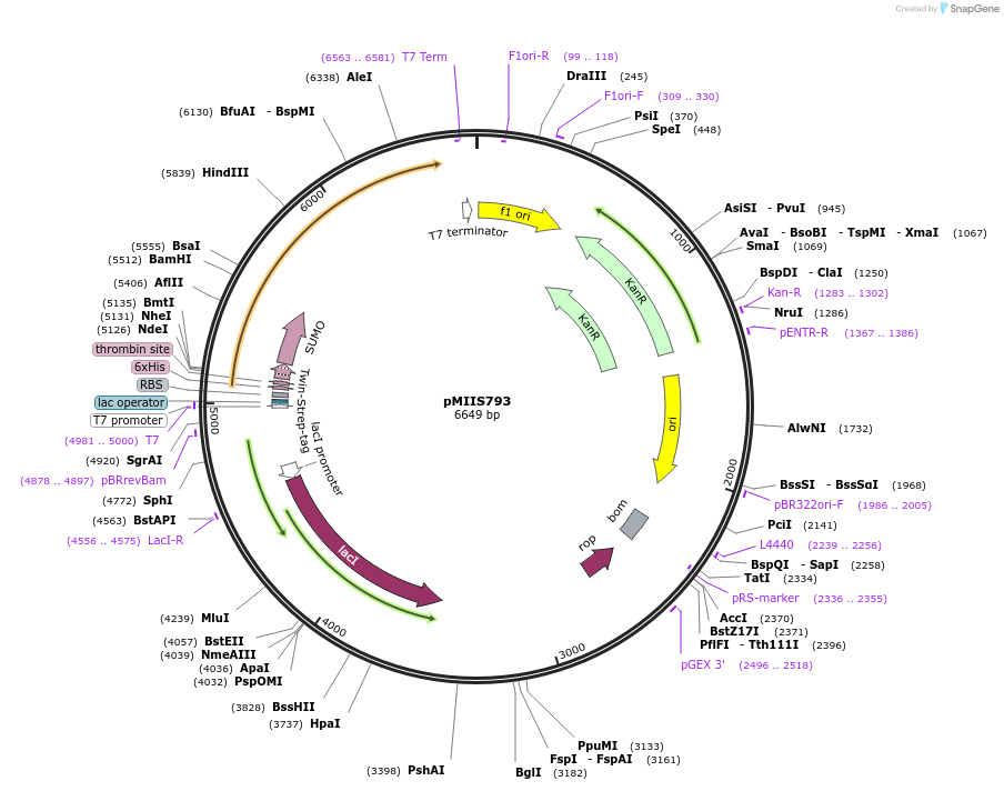 238206-plasmid-map-sequence-id-473288