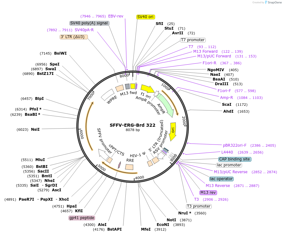 219252-plasmid-map-sequence-id-473291