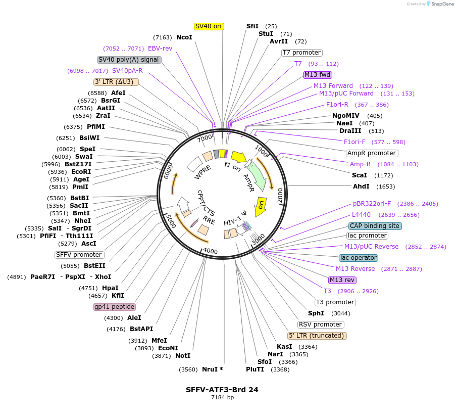 219007-plasmid-map-sequence-id-473297