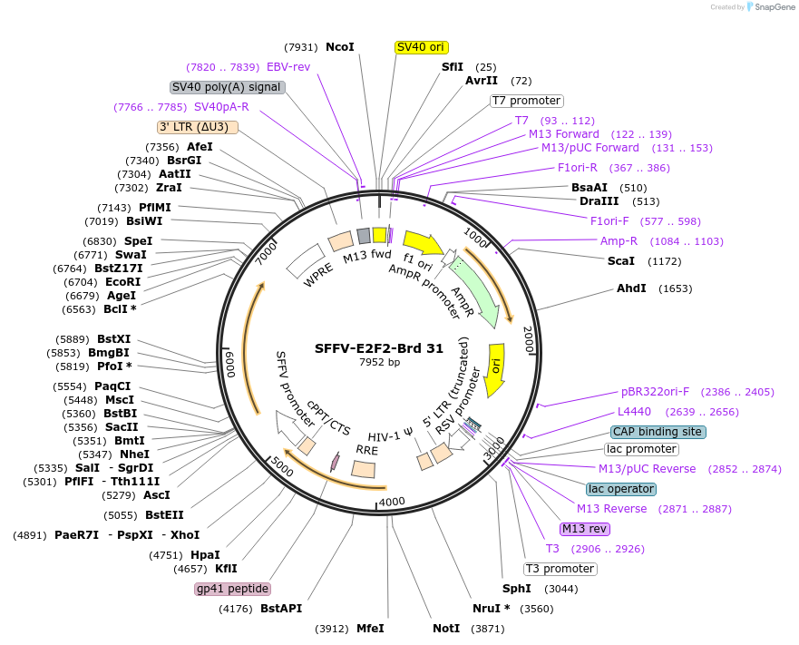 219013-plasmid-map-sequence-id-473298