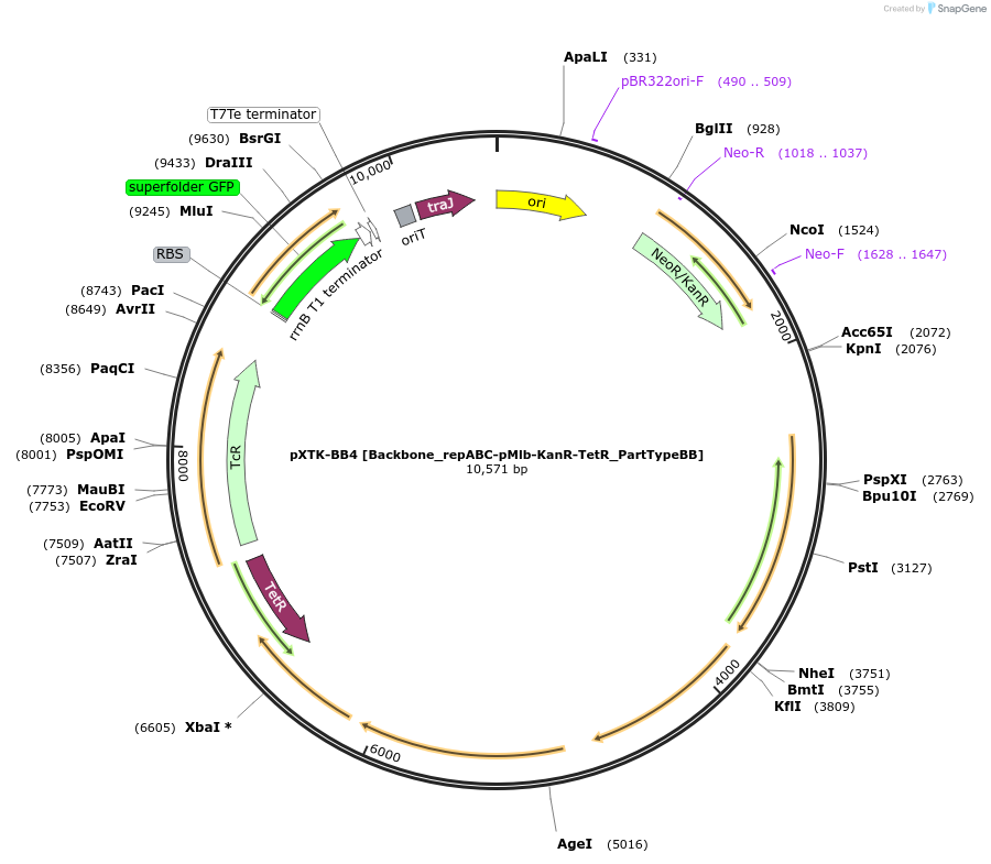 229390-plasmid-map-sequence-id-473307