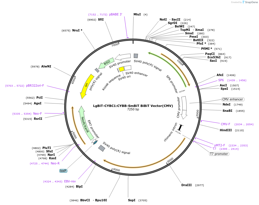237084-plasmid-map-sequence-id-473313