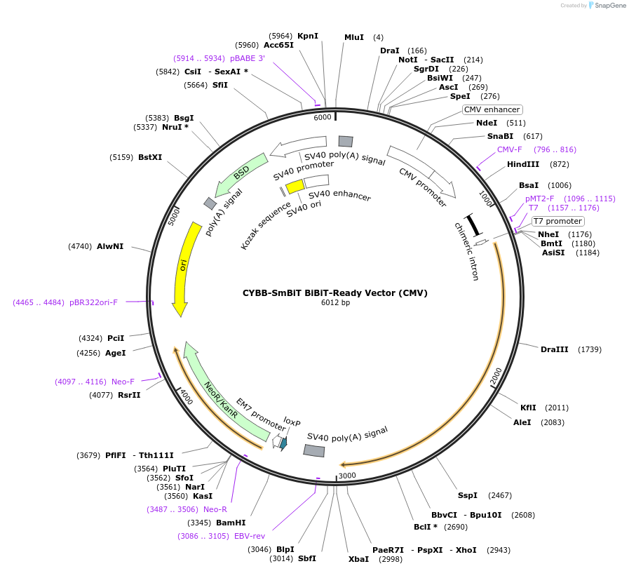 237085-plasmid-map-sequence-id-473314
