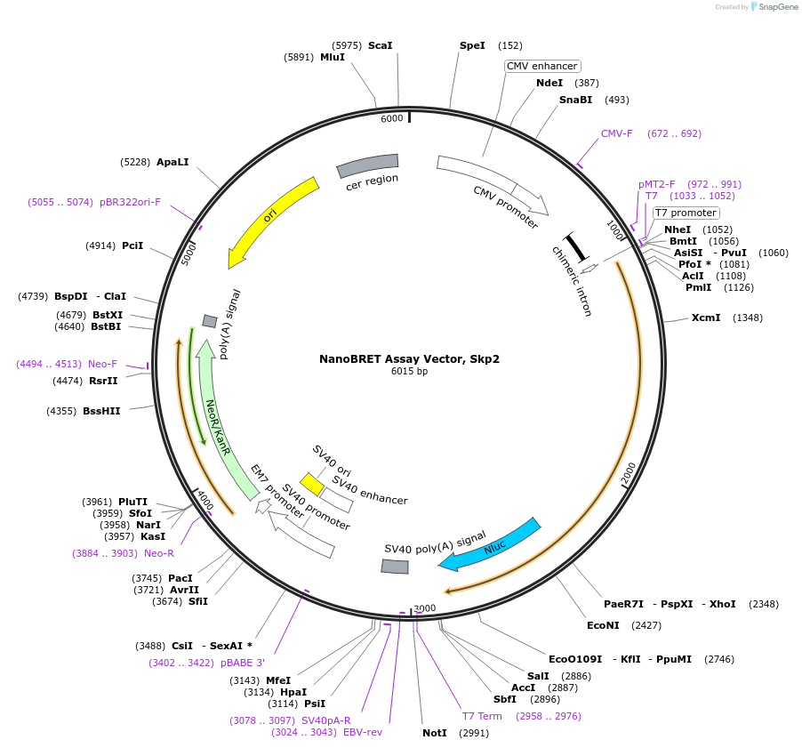 237152-plasmid-map-sequence-id-473350