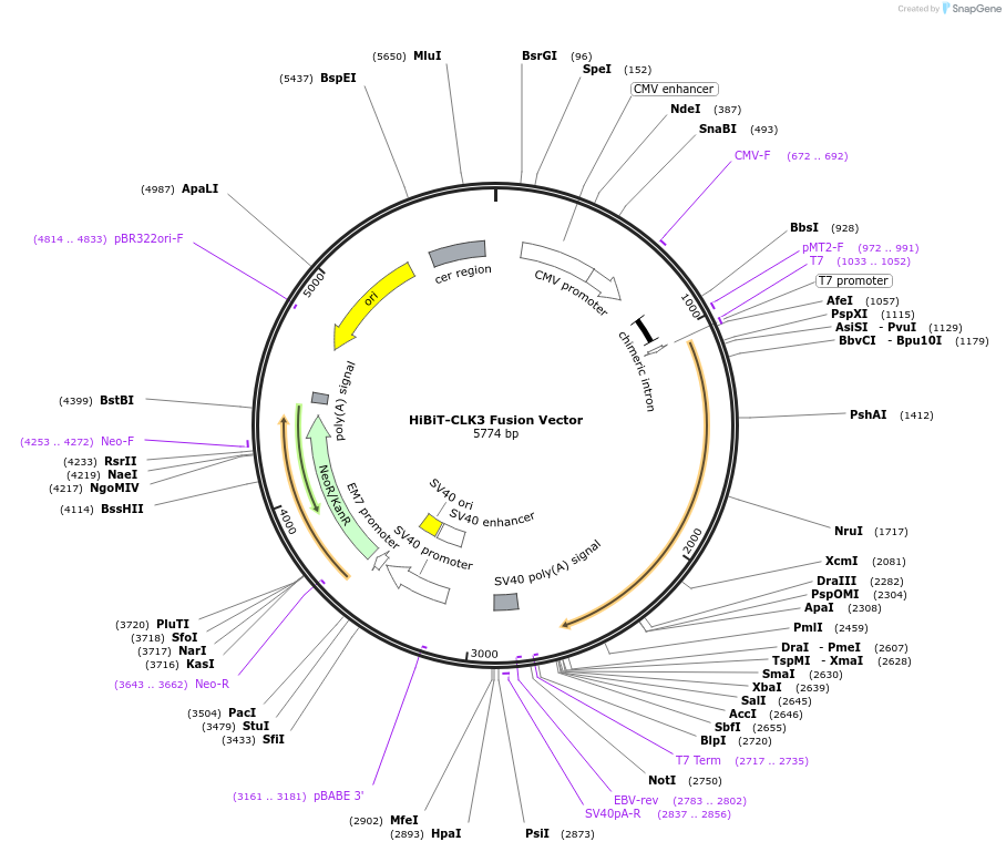 236904-plasmid-map-sequence-id-473384