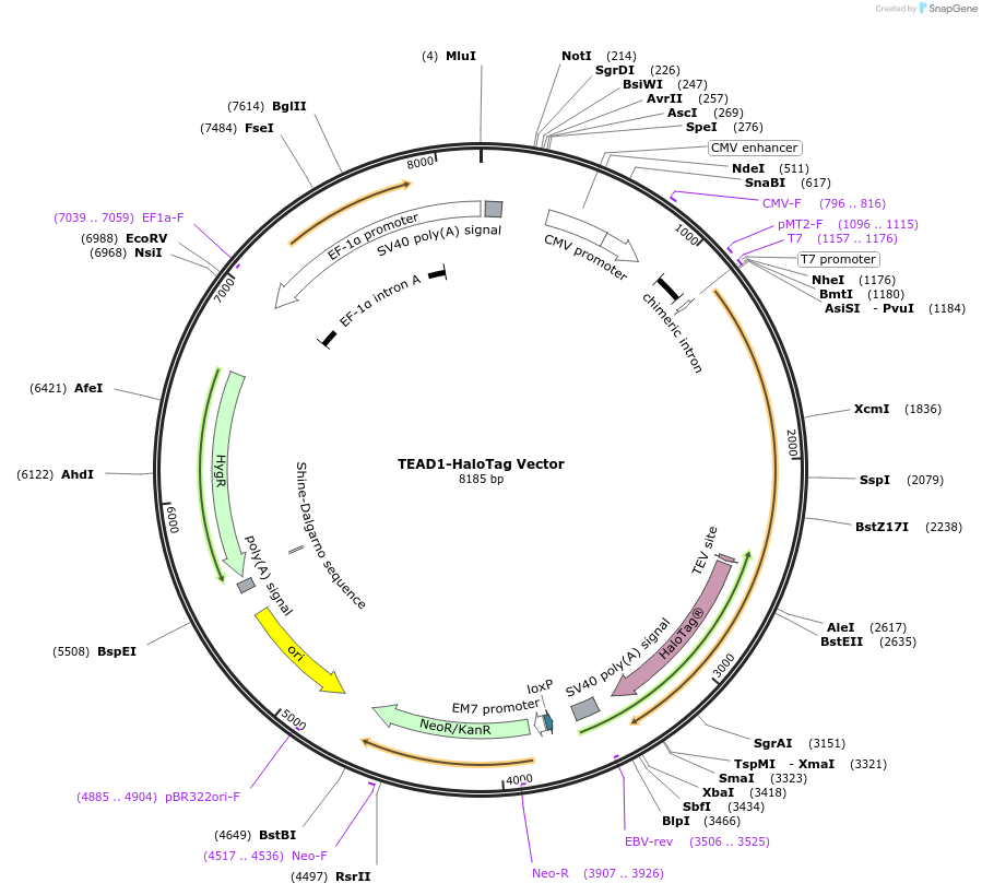 236942-plasmid-map-sequence-id-473405