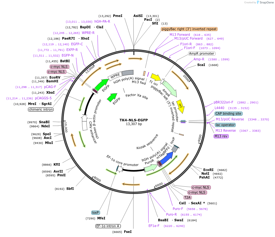 239046-plasmid-map-sequence-id-473412