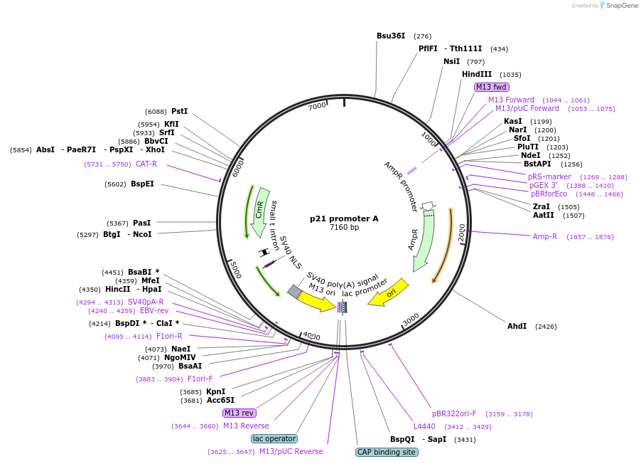 16462-plasmid-map-sequence-id-473443