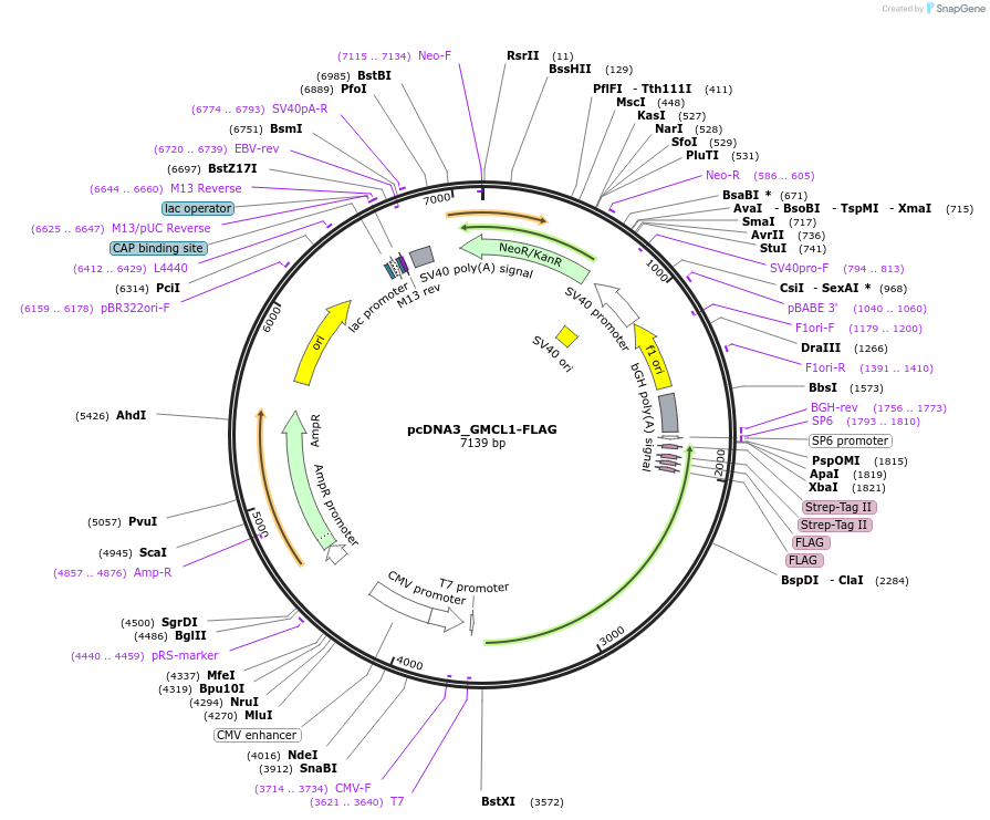 237341-plasmid-map-sequence-id-473444