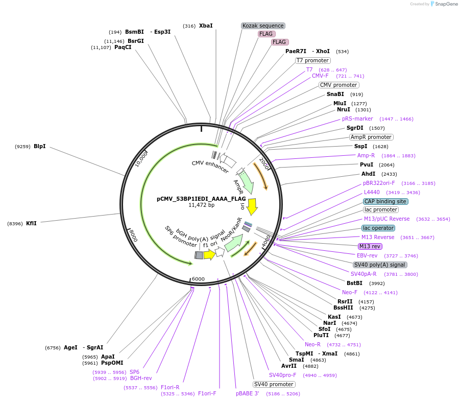 237347-plasmid-map-sequence-id-473449
