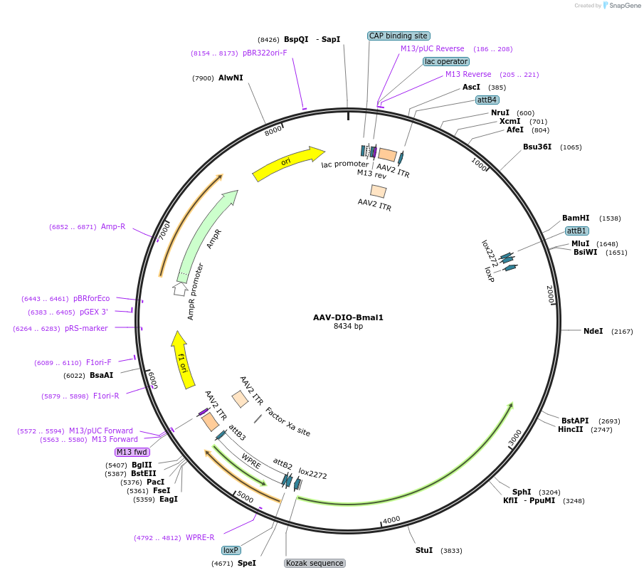 239045-plasmid-map-sequence-id-473453