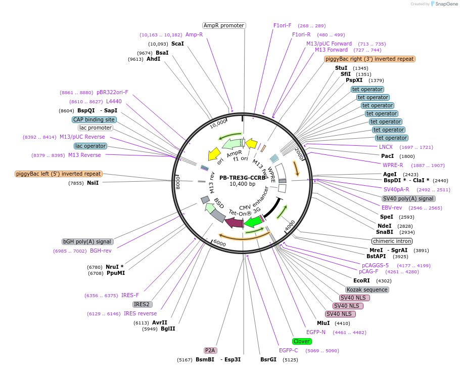 236772-plasmid-map-sequence-id-473454