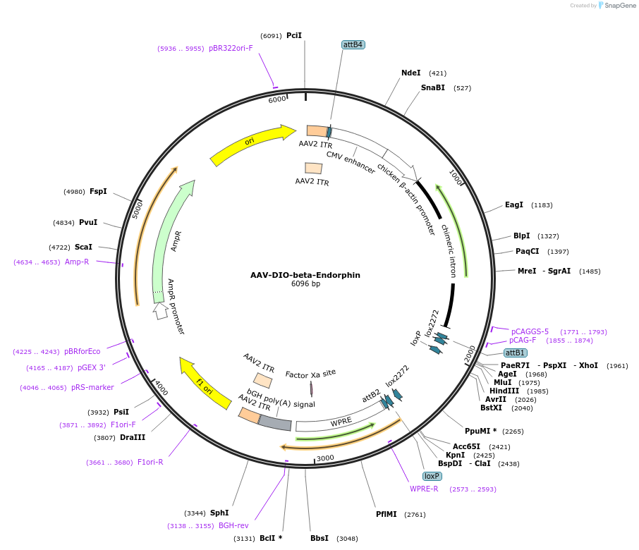 239043-plasmid-map-sequence-id-473455