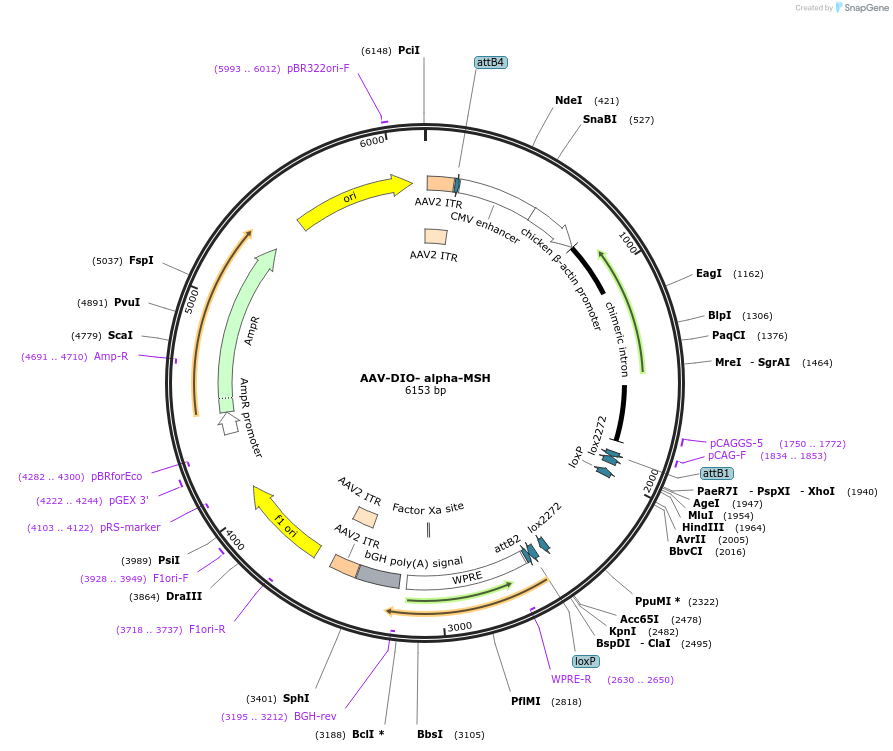 239044-plasmid-map-sequence-id-473456