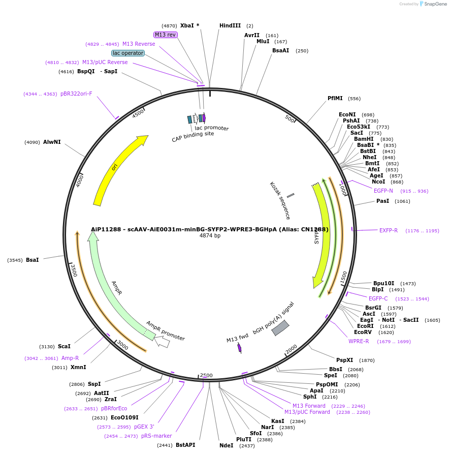 230175-plasmid-map-sequence-id-473483