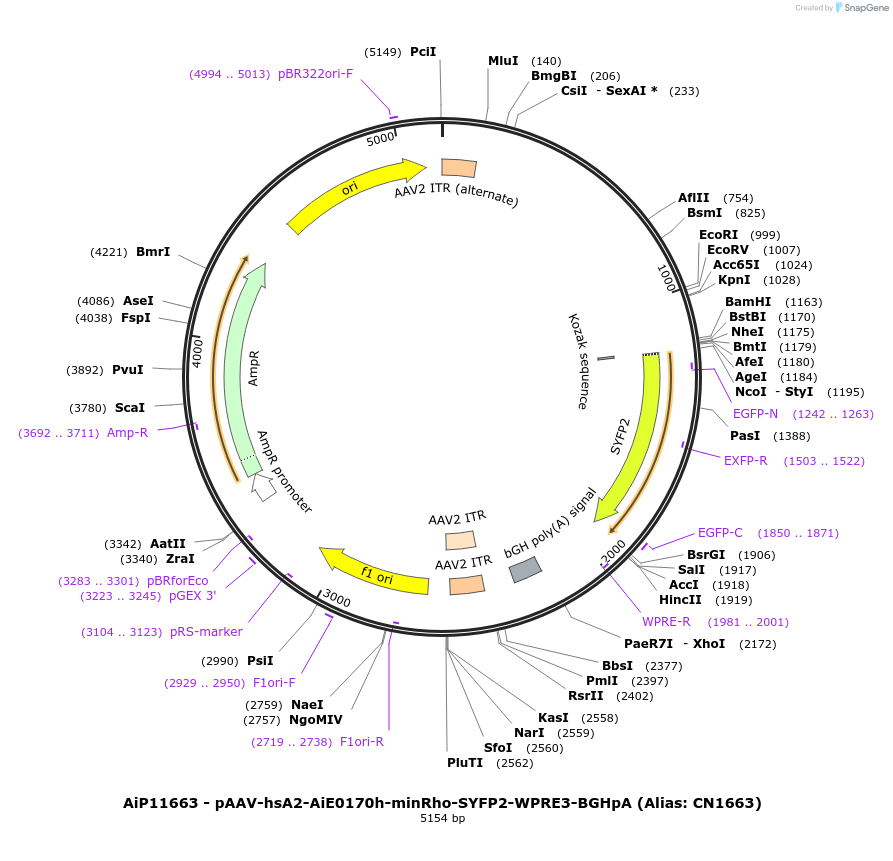 230179-plasmid-map-sequence-id-473488