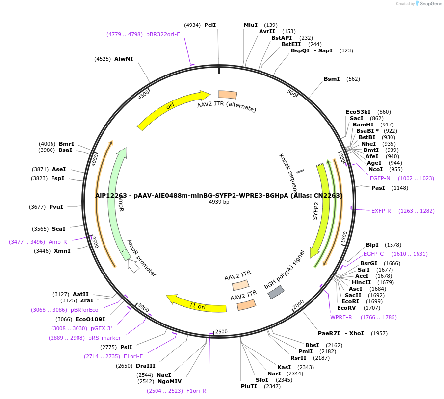 230198-plasmid-map-sequence-id-473498