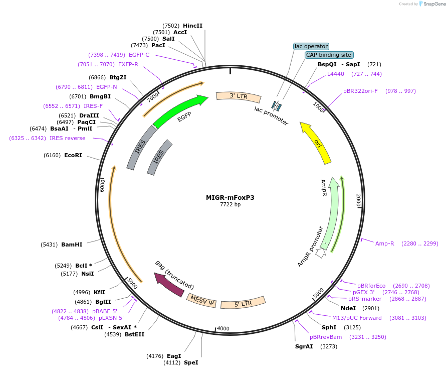 24067-plasmid-map-sequence-id-473505