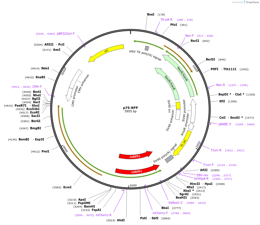 24092-plasmid-map-sequence-id-473506