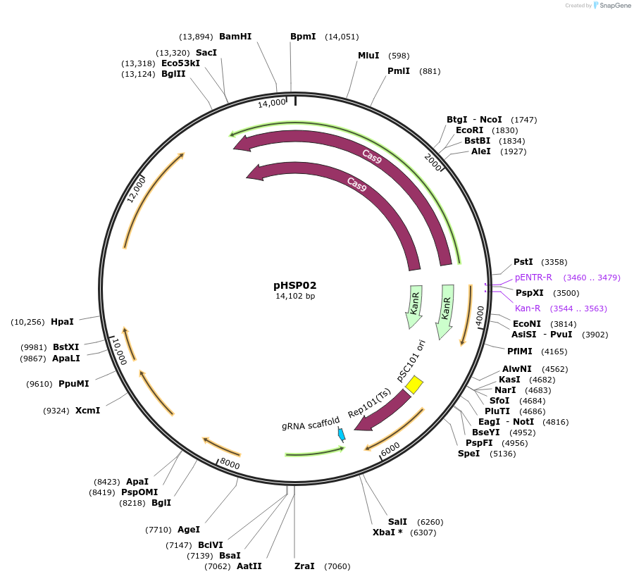 117259-plasmid-map-sequence-id-473507