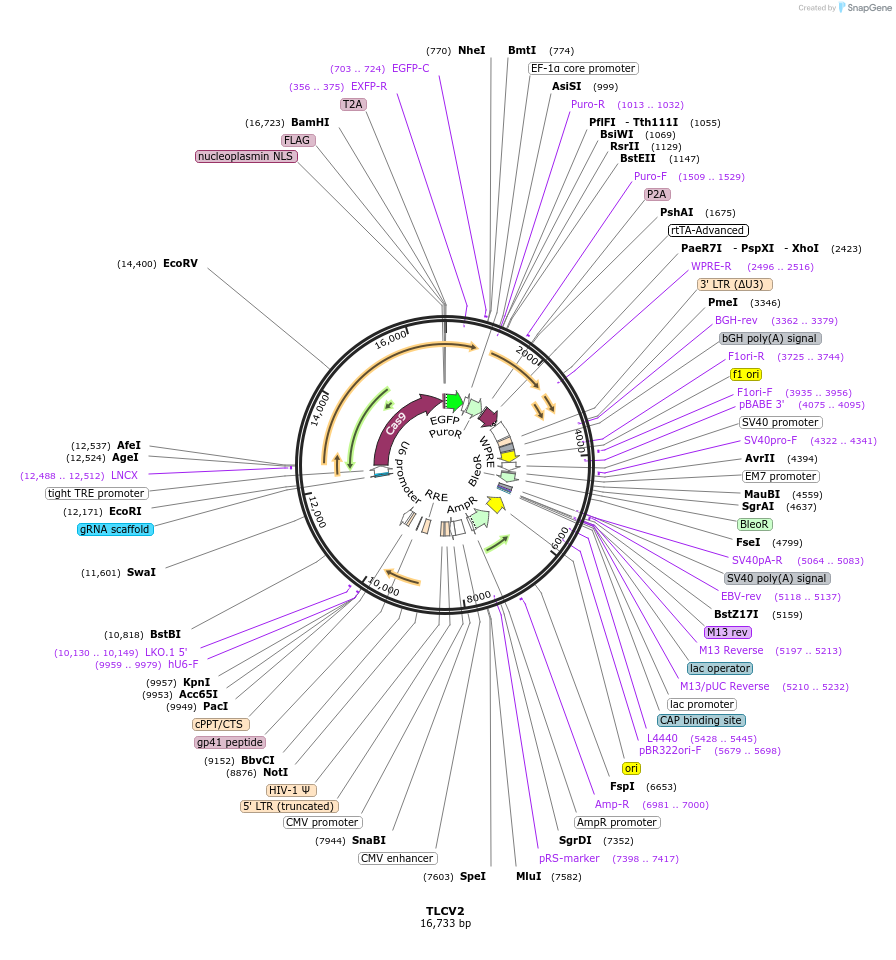 87360-plasmid-map-sequence-id-473508
