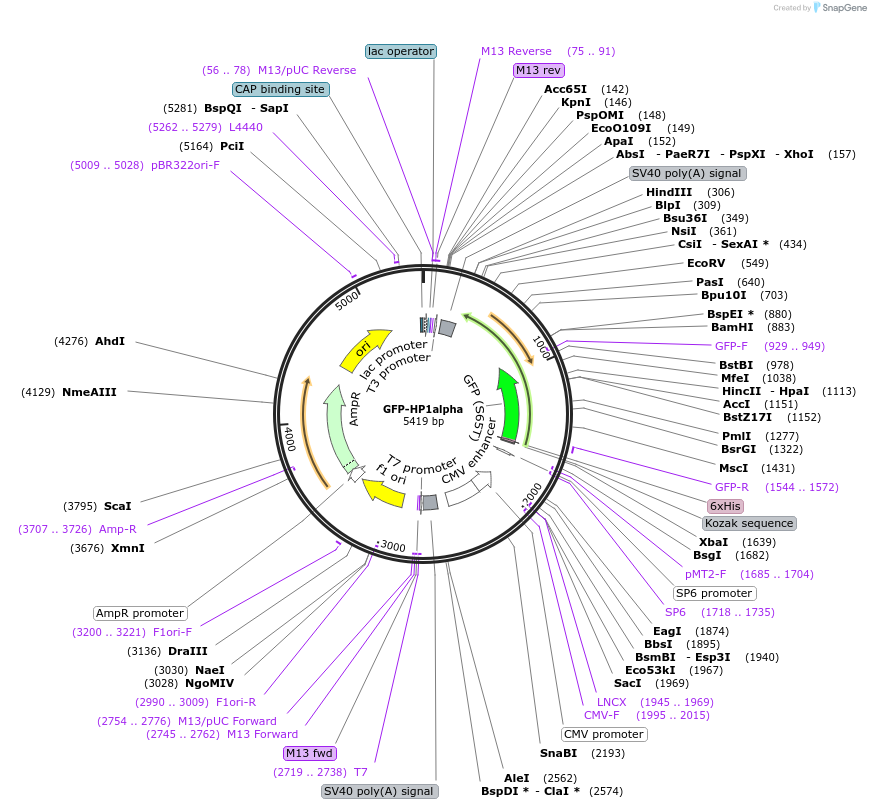 17652-plasmid-map-sequence-id-473509