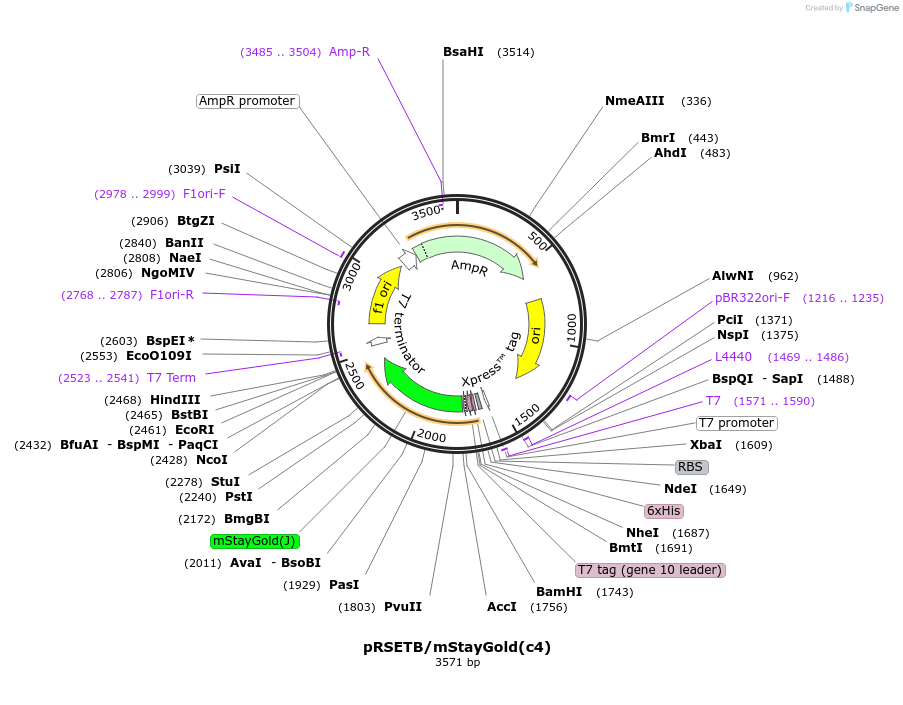 212018-plasmid-map-sequence-id-473510