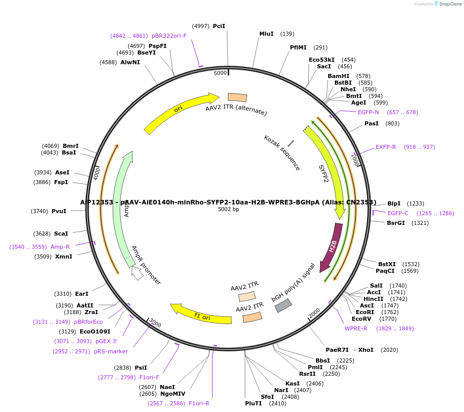 230210-plasmid-map-sequence-id-473519