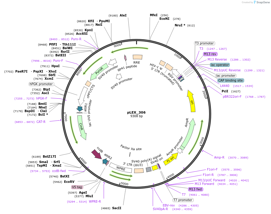 41391-plasmid-map-sequence-id-473523