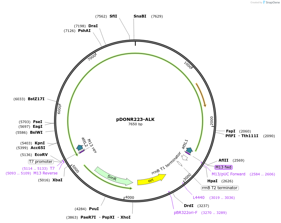 23917-plasmid-map-sequence-id-473525
