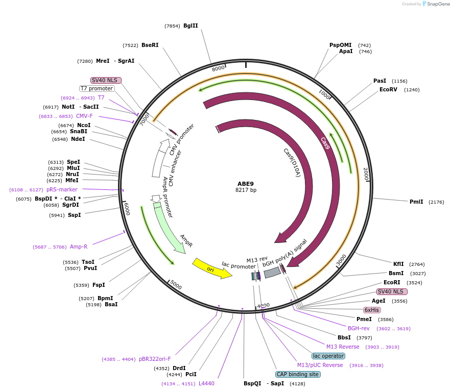194208-plasmid-map-sequence-id-473532