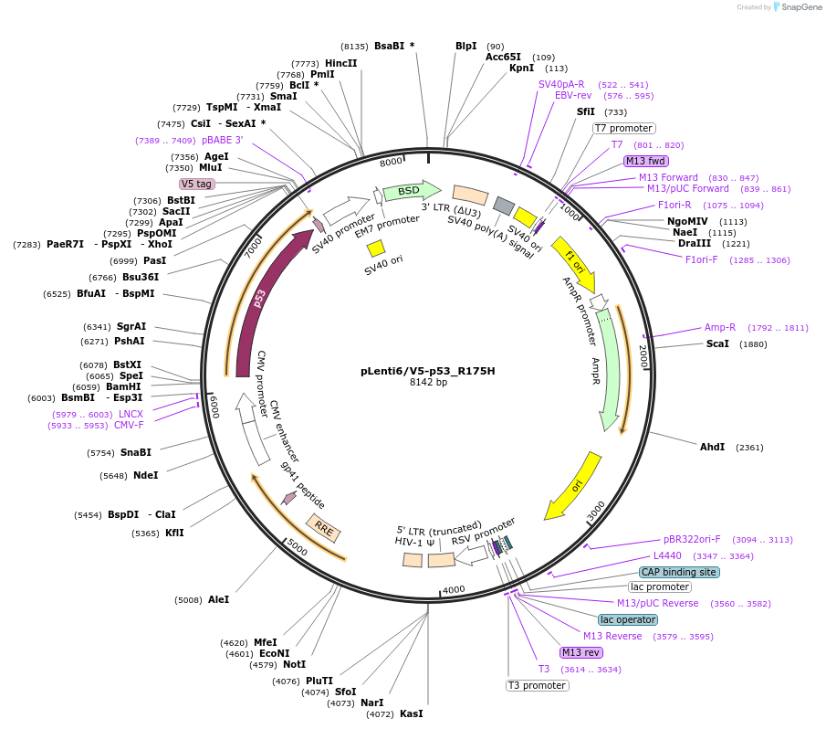 22936-plasmid-map-sequence-id-473533