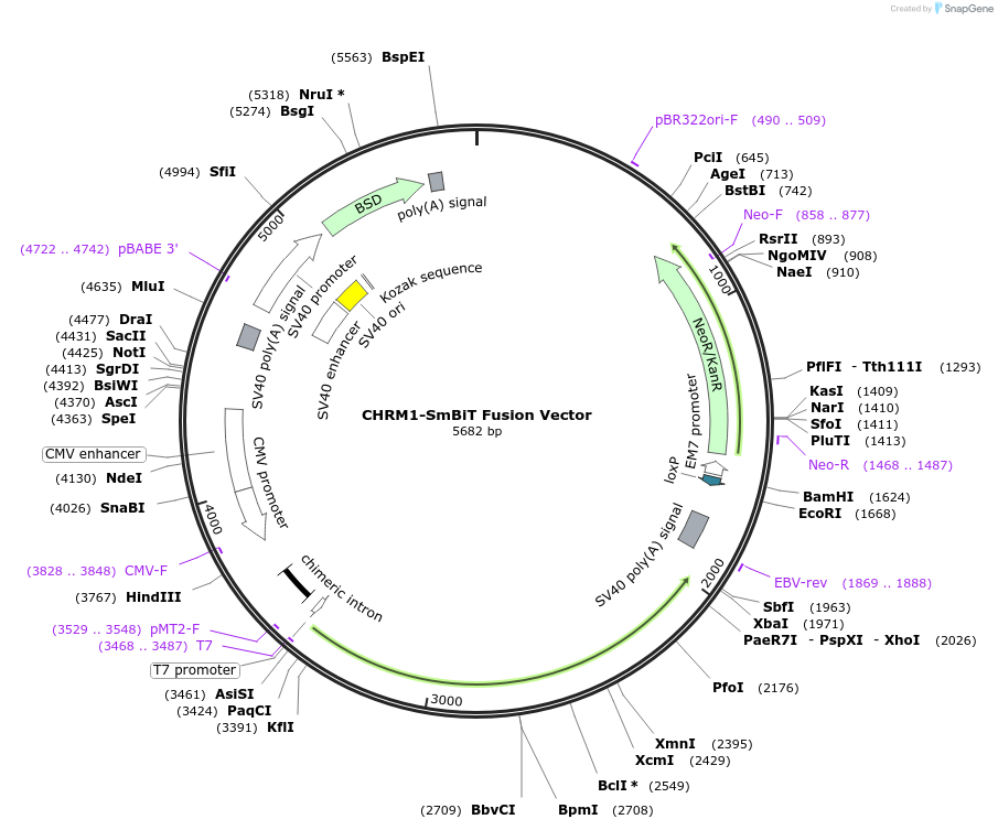 236796-plasmid-map-sequence-id-473538