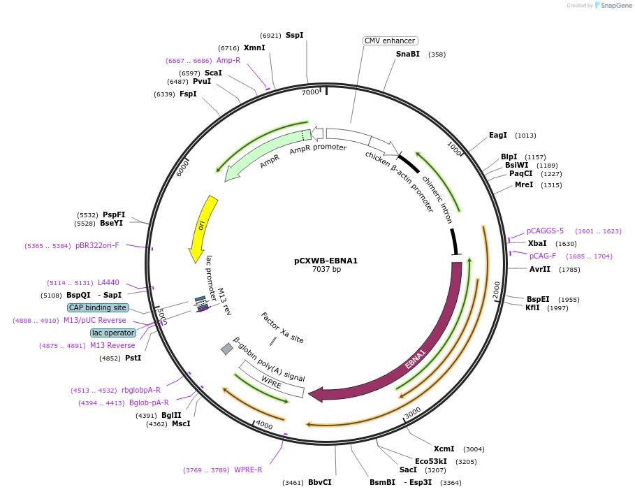 37624-plasmid-map-sequence-id-47356