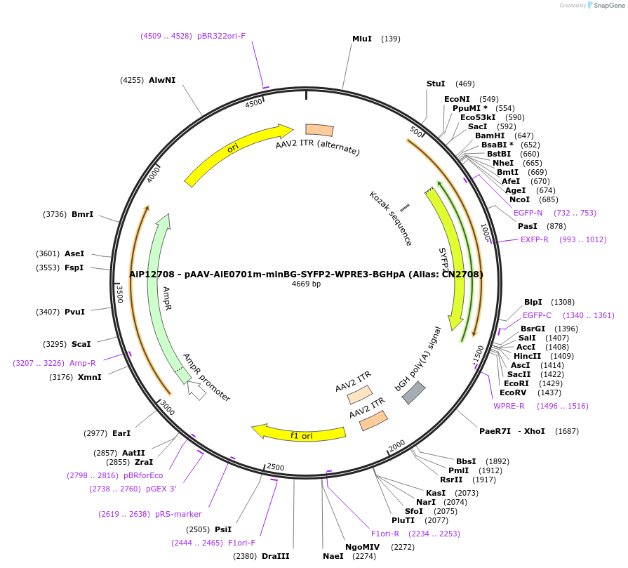 230234-plasmid-map-sequence-id-473564