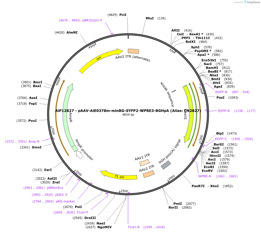 230243-plasmid-map-sequence-id-473569