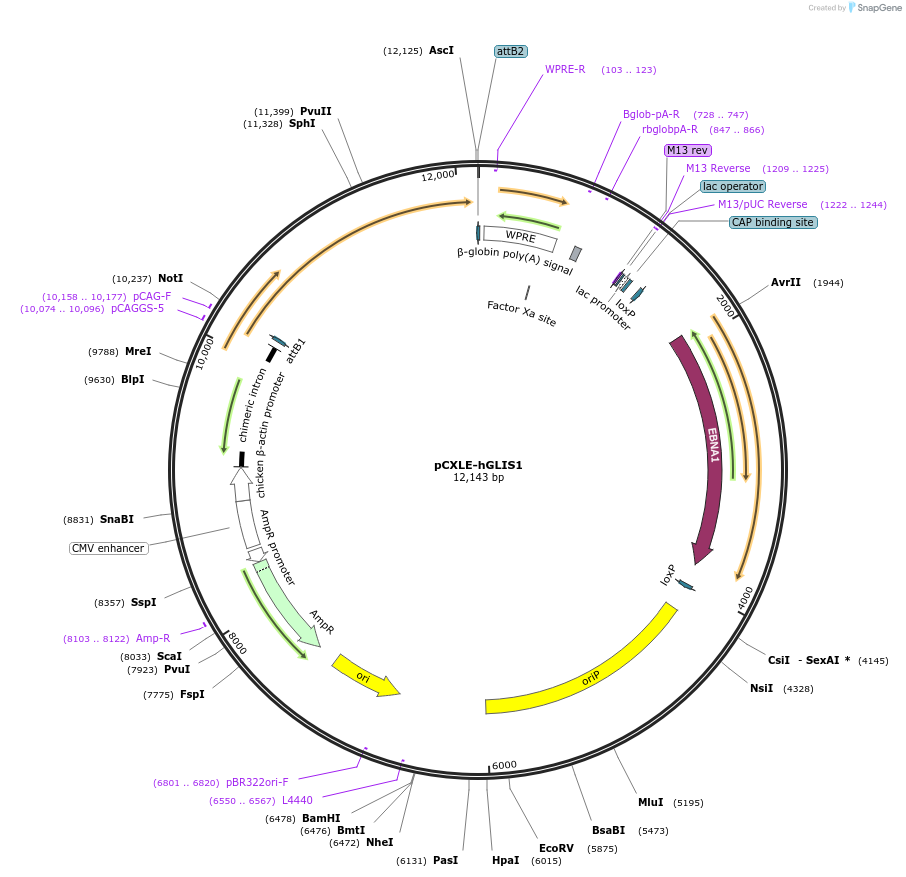 37625-plasmid-map-sequence-id-47357