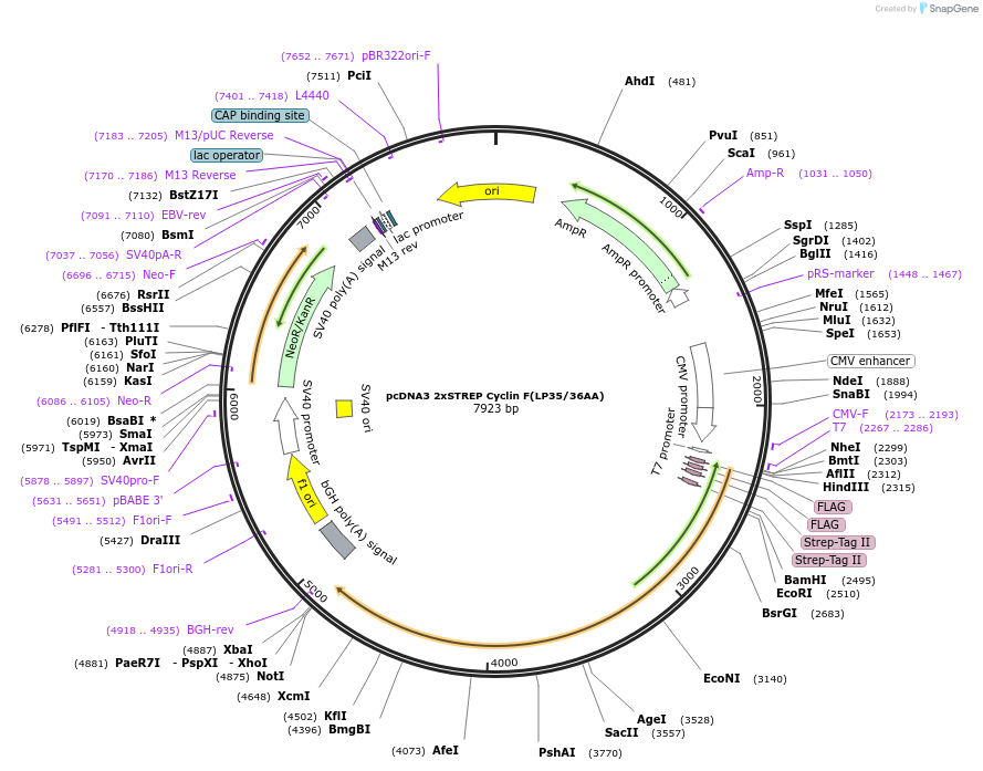 236467-plasmid-map-sequence-id-473574