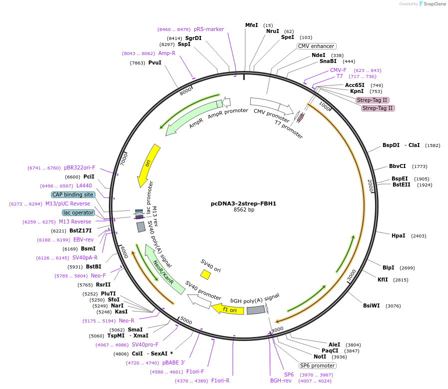 236464-plasmid-map-sequence-id-473576
