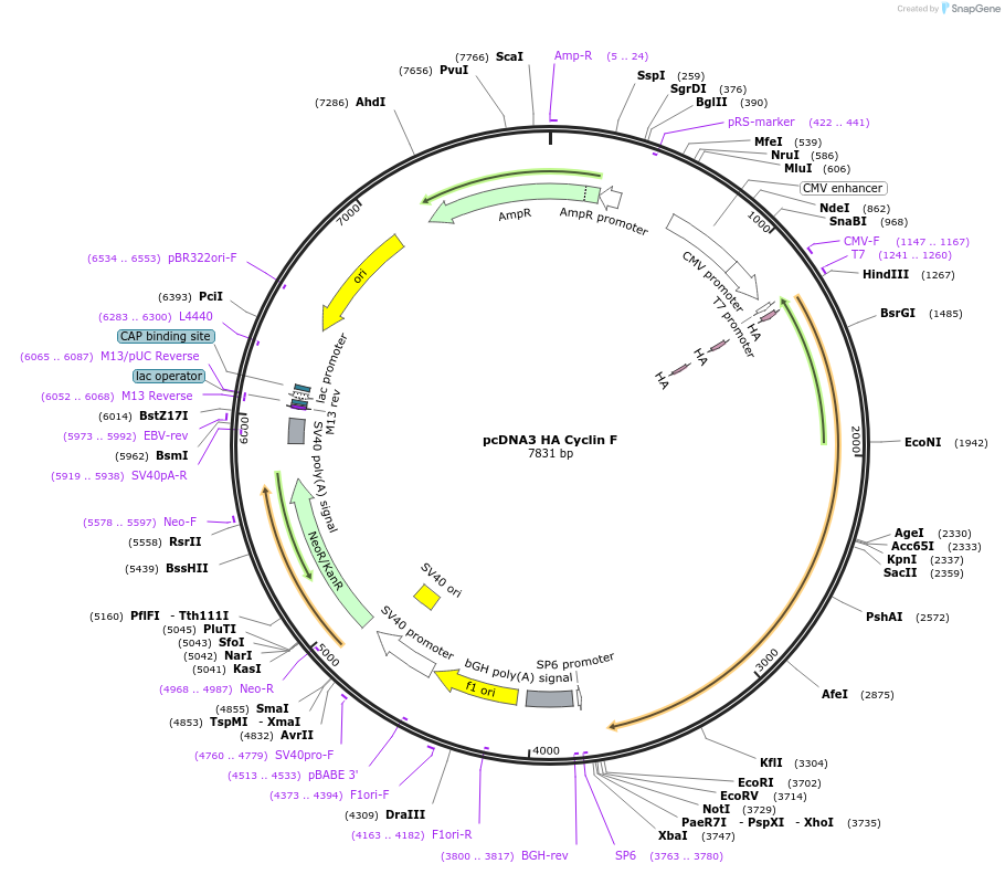 236466-plasmid-map-sequence-id-473579