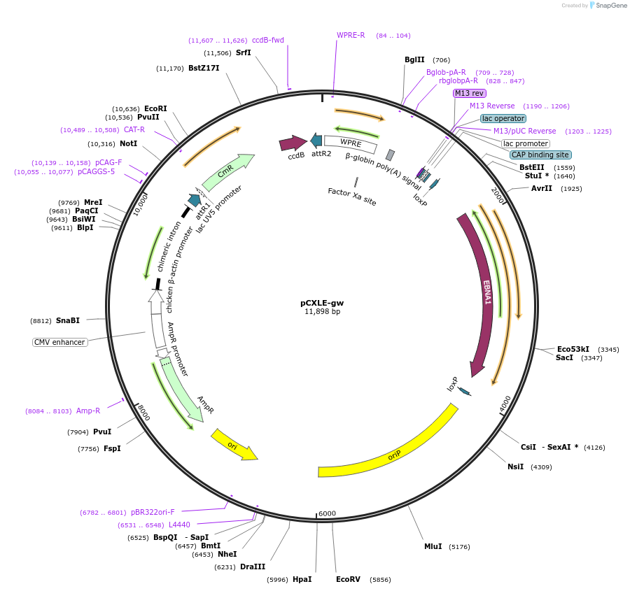 37626-plasmid-map-sequence-id-47358