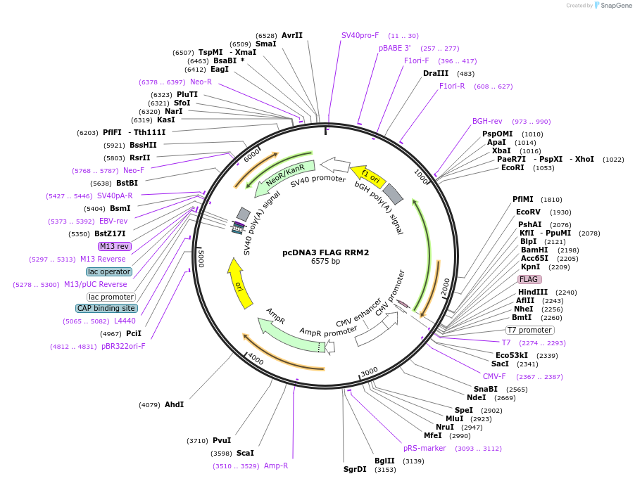 236465-plasmid-map-sequence-id-473582