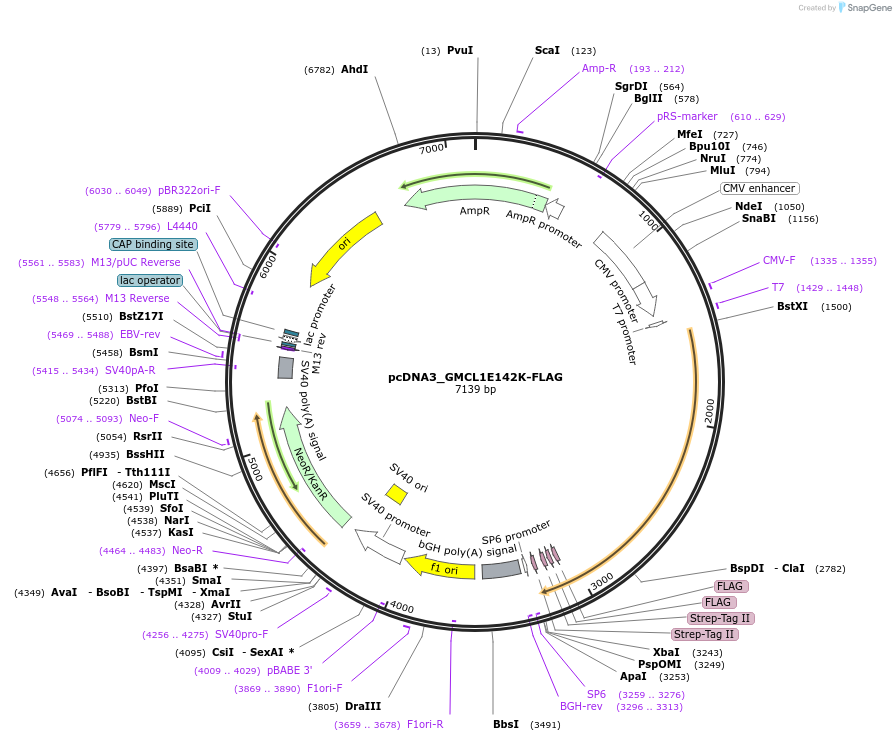 237342-plasmid-map-sequence-id-473588