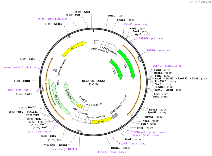 237337-plasmid-map-sequence-id-473597