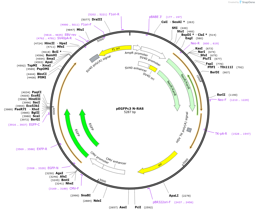 236450-plasmid-map-sequence-id-473602
