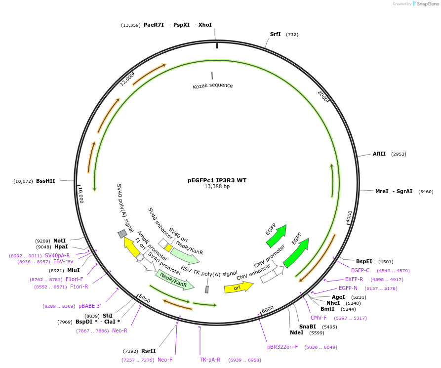 236453-plasmid-map-sequence-id-473613