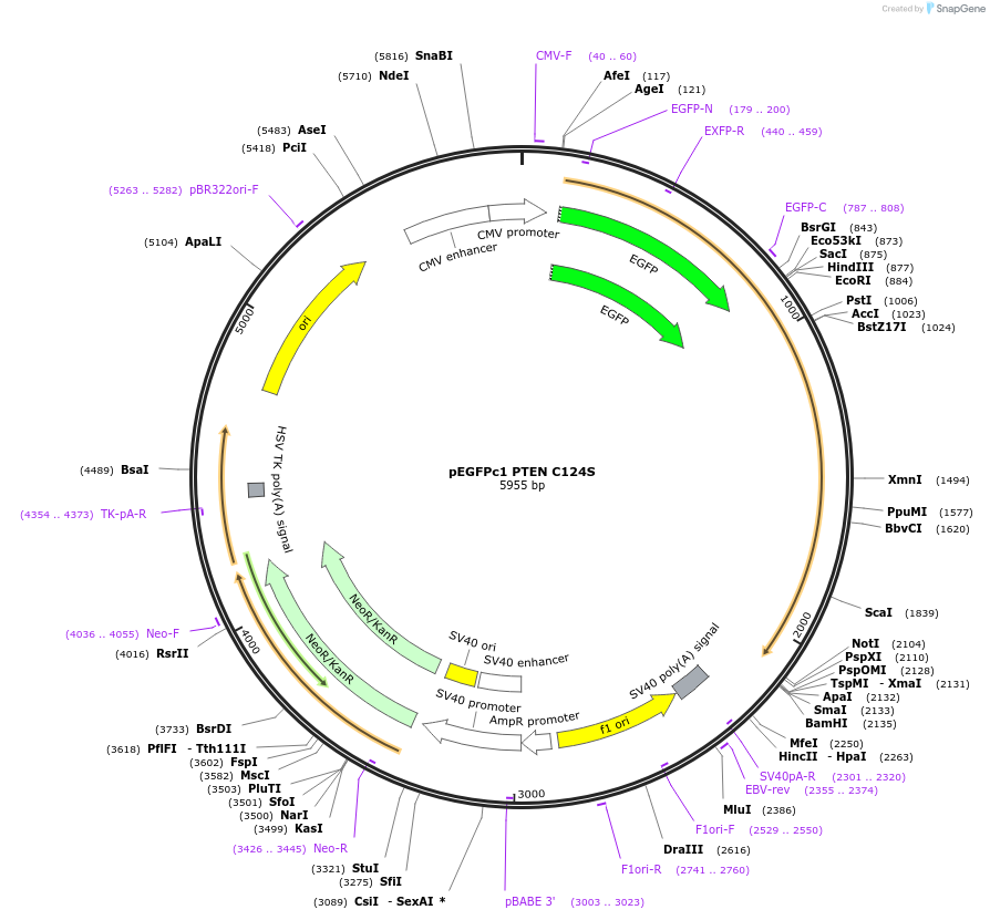 237340-plasmid-map-sequence-id-473614
