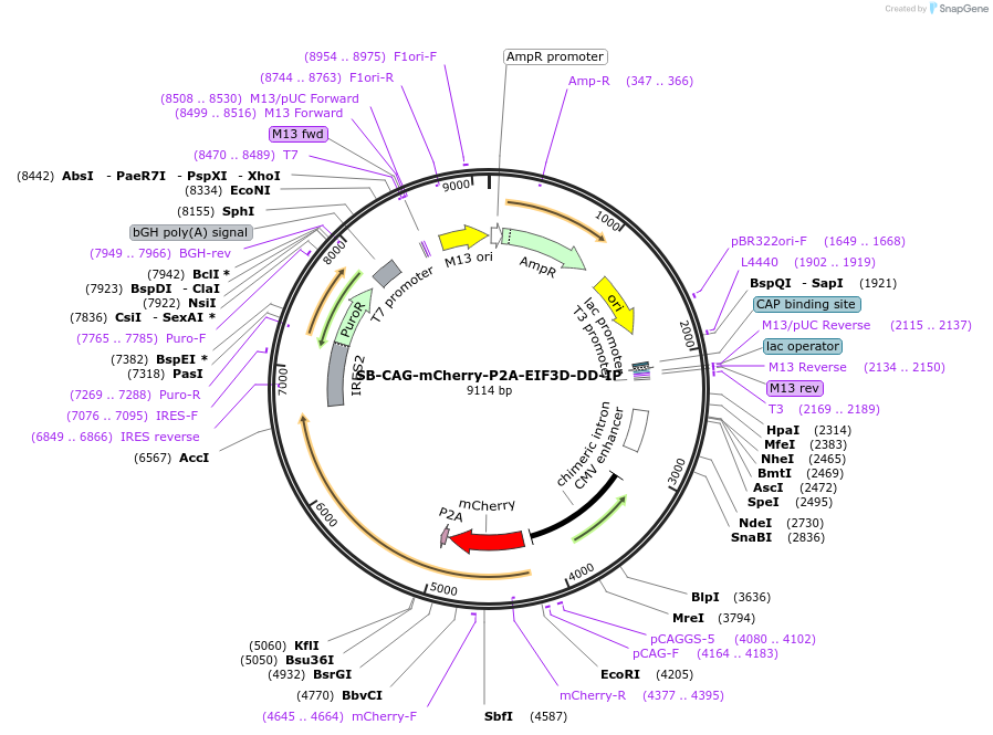 236770-plasmid-map-sequence-id-473615