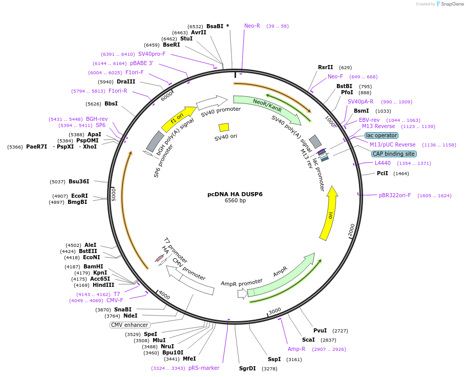 236430-plasmid-map-sequence-id-473620