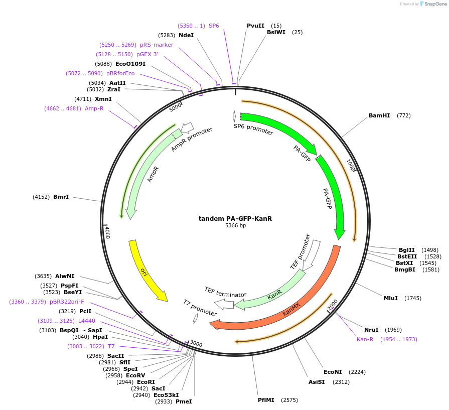 37548-plasmid-map-sequence-id-47363